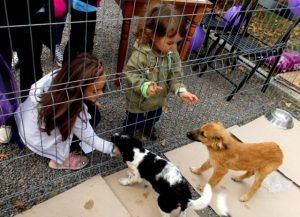 Câinii din adăposturi, mai aproape de un cămin prin campania „Adoptă un câine”