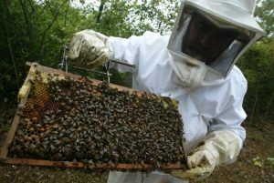 Curs de apicultor, la Târgu-Mureş