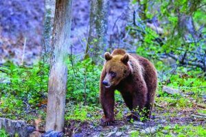 Atacuri ale urşilor în Băla şi Hodac. Grupul de lucru pentru gestionarea situaţiilor de urgenţă, convocat de prefect