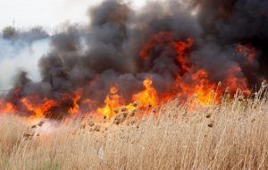 Arderile de vegetaţie, sancţionate drastic de APIA