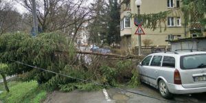 Copac prăbușit peste o persoană în Tîrgu Mureș