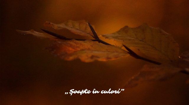 Tabăra de Creație Foto ,,Șoapte în culori” la Sovata