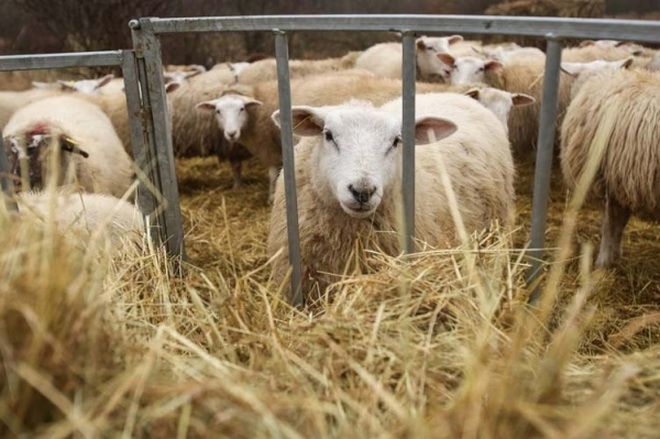 Start la plăţi pentru crescătorii de ovine şi caprine