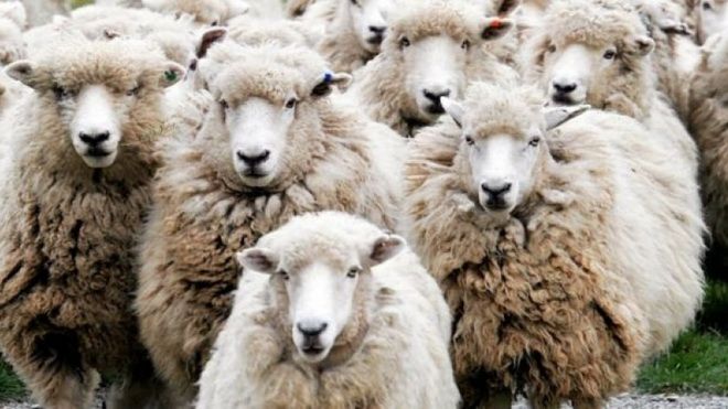 Focare de scrapie în Mureş. Peste 1.200 de oi, sacrificate!