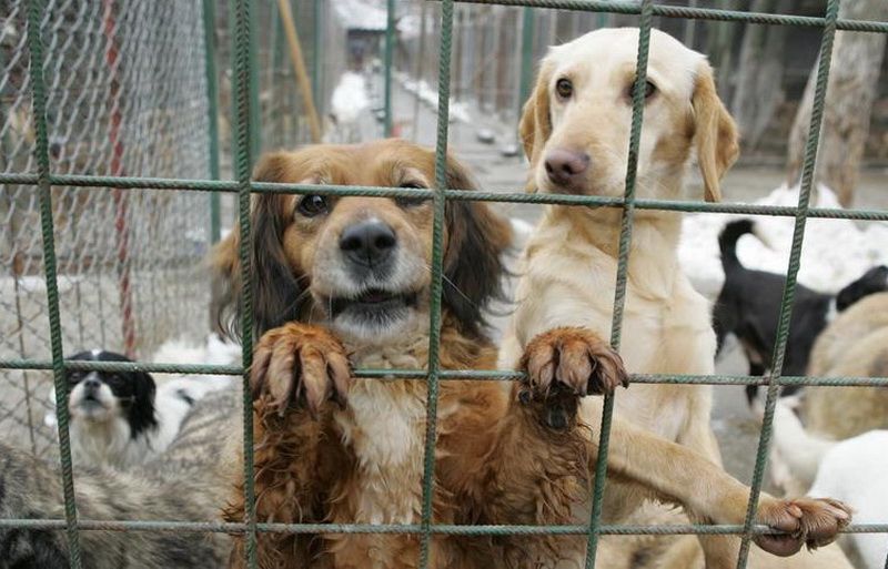 Ziua Porţilor Deschise la adăpostul de câini comunitari din Târgu-Mureş!