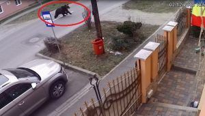 VIDEO: Urs filmat pe o stradă din Sighişoara!