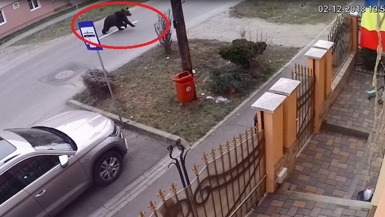 VIDEO: Urs filmat pe o stradă din Sighişoara!