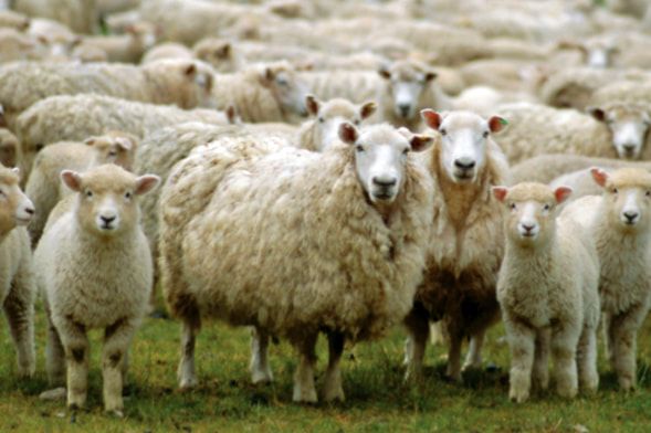 Schimbări legislative pentru crescătorii de ovine și caprine