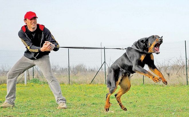 Câini periculoși neînregistrați în Mureș!