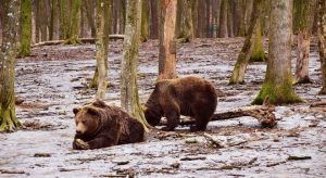 Urşii de la Zoo Târgu-Mureș, “meteorologi” fără greşeală!