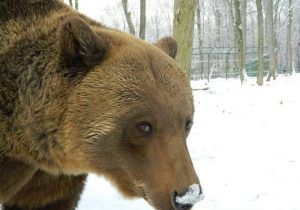 “Săptămâna Urşilor” la Zoo Târgu-Mureş