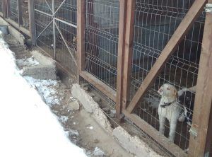 Problema câinilor fără stăpân din Sighişoara, gestionată de o asociaţie