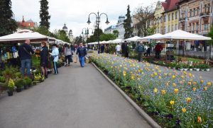 Primăria Târgu-Mureş oferă spre vânzare flori cu prilejul sărbătorilor de primăvară