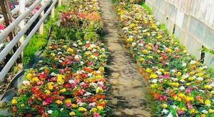 Flori de vânzare, la Administraţia Serelor Târgu-Mureş