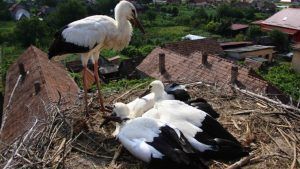 Acum puteți urmări în direct viața păsărilor din România la 9 webcam-uri!