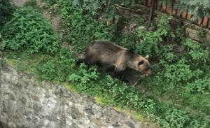 Gospodărie din Târgu-Mureş vizitată de un urs