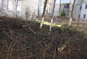 VIDEO: Strada Şurianu din Târgu-Mureş, năpădită de resturi vegetale!