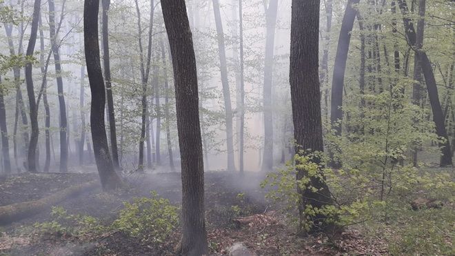 FOTO: Pădure din Mureş salvată de pompieri!