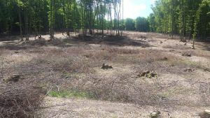 FOTO: Pădurea din Beşa – Remetea, în pericol din cauza defrişărilor!