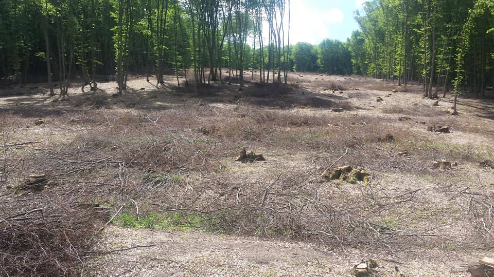 FOTO: Pădurea din Beşa – Remetea, în pericol din cauza defrişărilor!