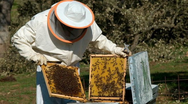 Mureşean prins în flagrant în timp ce fura trei stupi de albine