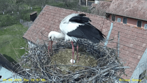 Primul ou de barză depus în cuibul urmărit de Milvus din Dumbrăvioara, live pe webcam