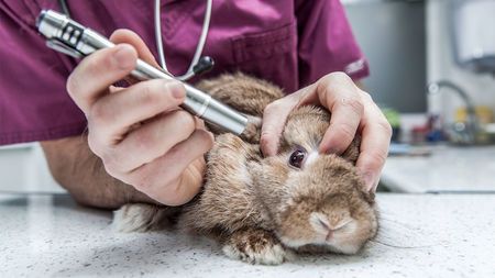 În 24 aprilie sărbătorim Ziua Mondială a Protecției Animalelor de laborator