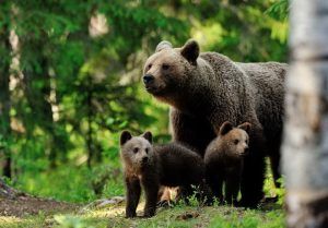 FOTO: Locuitorii din Bărdeşti, terorizaţi de o ursoaică cu pui!