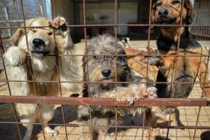 FOTO: Ziua Porților Deschise la adăpostul de câini din Reghin