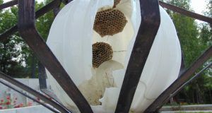 Parcul Eroilor din Târgu-Mureș, cuib pentru viespi
