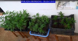 VIDEO: Culturi indoor de cannabis descoperite la Târgu-Mureş