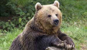 Primarii mureşeni, îngrijoraţi de numărul mare de atacuri ale urşilor