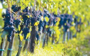 Finanţări pentru restructurarea şi reconversia plantaţiilor viticole