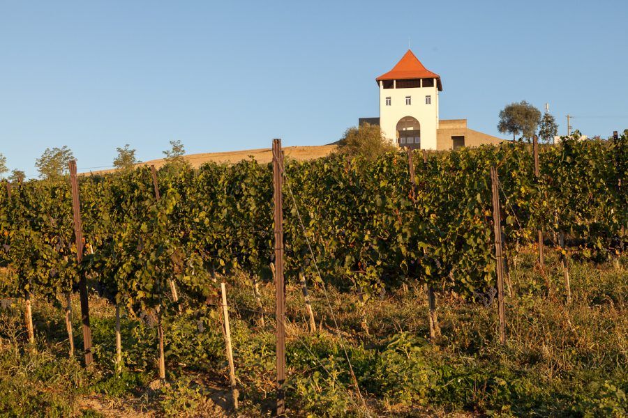 Oferta Villa Vinea: struguri pentru vin calitate premium