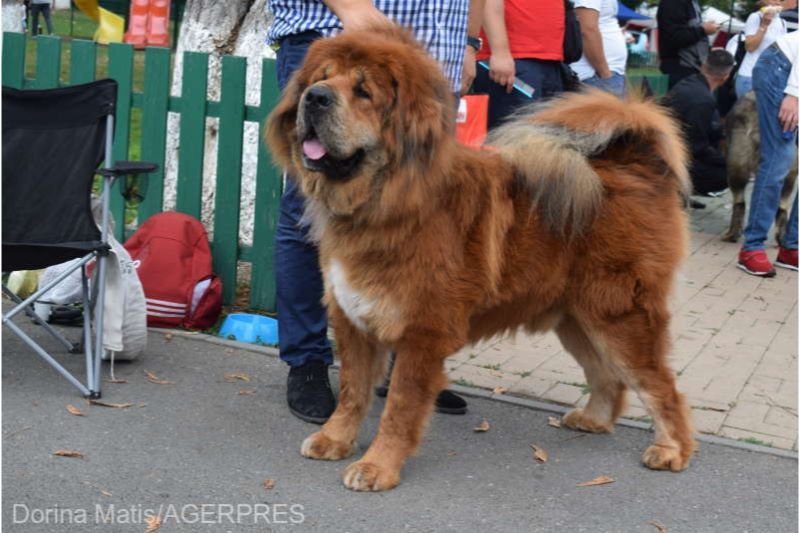 Cel mai frumos Mastiff Tibetan din lume trăiește la Târgu-Mureș!