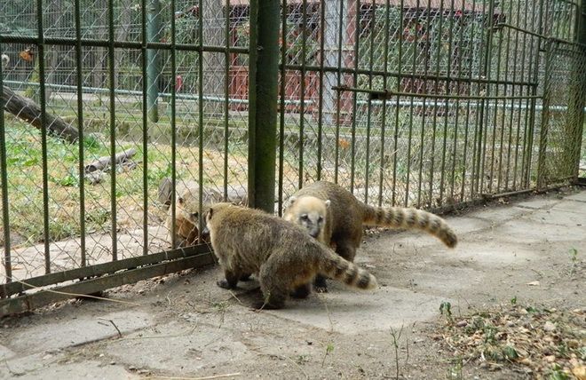 FOTO: ”Locatari” noi la Zoo Târgu-Mureș