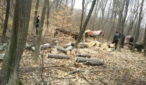 Tăieri ilegale de arbori şi alte infracţiuni silvice