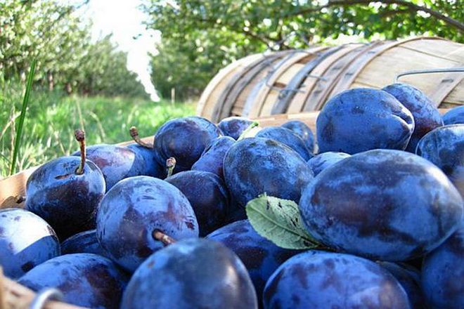 Mureş: Recolta de prune bistriţene, afectată de un virus