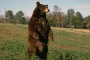 Panică într-o localitate mureșeană din cauza urșilor