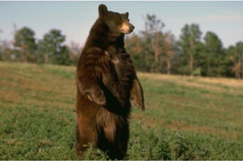 Panică într-o localitate mureșeană din cauza urșilor