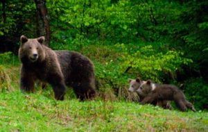 ALERTĂ! Ursoaică cu doi pui semnalată într-o comună mureşeană!
