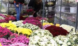 Târg de flori cu vânzare, la Târgu-Mureş
