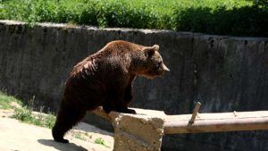 Urs semnalat într-o comună de lângă Târgu-Mureș
