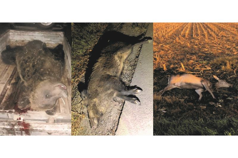 FOTO: Carnagiu pe drumurile mureșene: urs, mistreț și căprioară lovite mortal cu mașina!