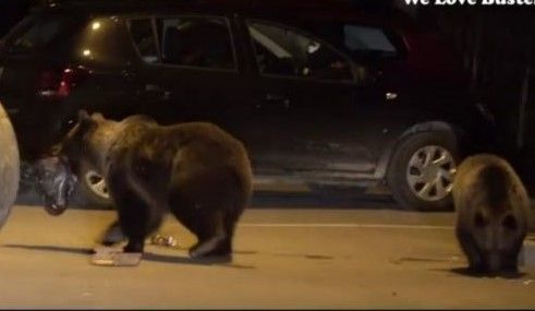Din nou alertă! Patru urși, văzuți pe o stradă din Sângeorgiu de Mureș!