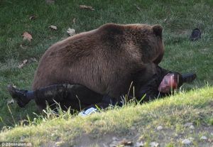 Alerta extrema: Urs semnalat in Targu Mures pe Sarguintei