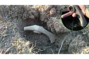 EXCLUSIV! FOTO: Topor din eneolitic descoperit în Mureș!
