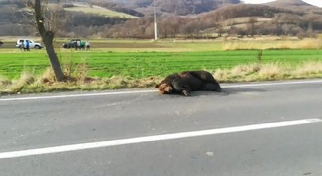 Cazul ursului lăsat 18 ore în agonie: prefect demis de ministrul de Interne!