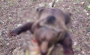 EXCLUSIV! Acuzație de braconaj: ursoaică împușcată ilegal în Mureș?!