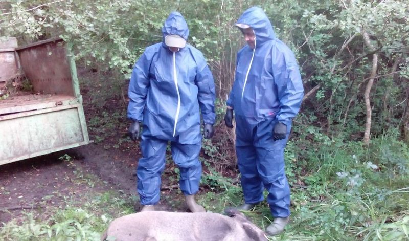 Mureș: Plan de măsuri pentru eradicarea pestei porcine africane